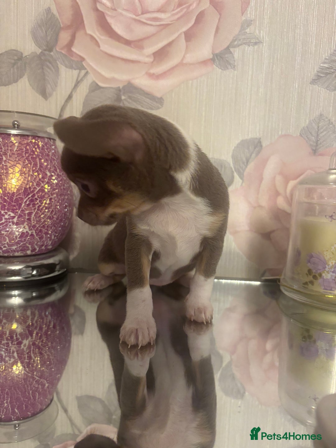 Chihuahua dogs for sale: Ready now ***Lilac girls - Image 32
