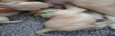 Golden Retriever 3