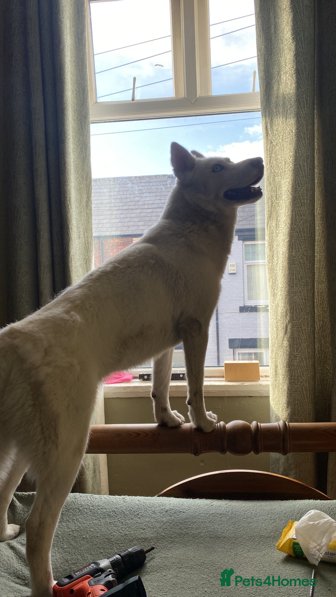 Siberian Husky dogs for sale: Husky Female - Advert 5