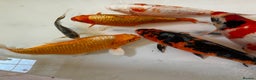 Koi Carp fish for sale: 16”-18” Koi for sale. - Advert 2