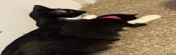 Domestic Shorthair cats for sale: 4 kittens available  in Sutton Coldfield - Advert 14