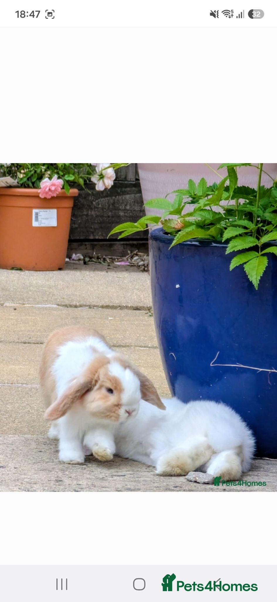 Mini Lop rabbits 2x PURE BRED mini lops - Advert 2
