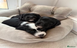 Tibetan Terrier dogs for sale: Tibetan Terrier puppies for sale  - Image 1