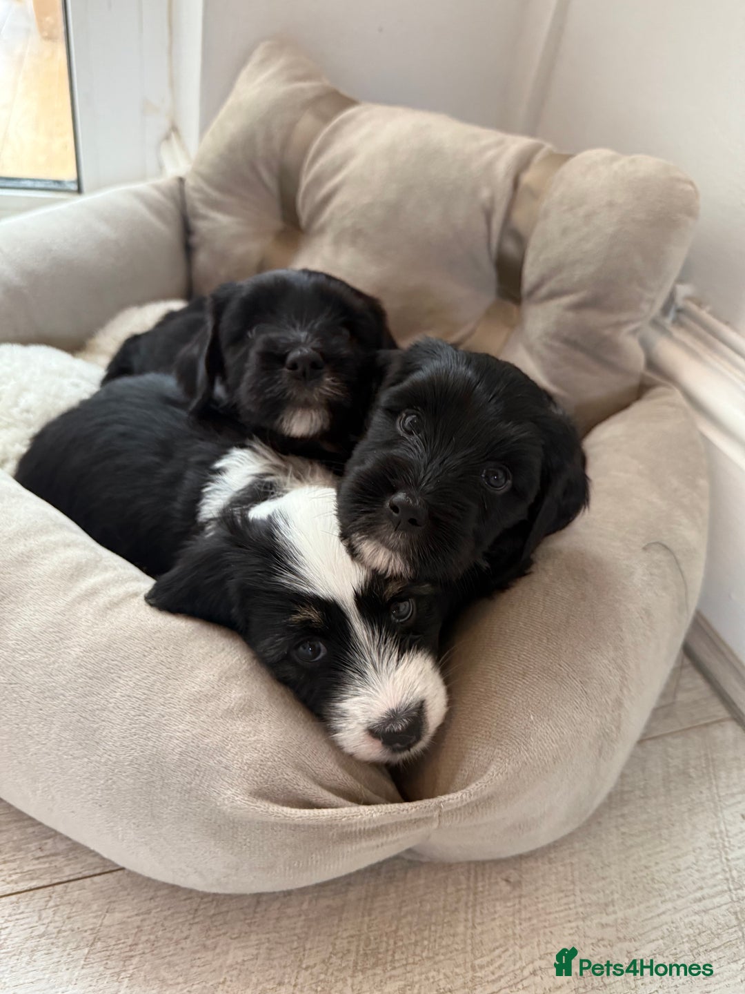 Tibetan Terrier dogs for sale: Tibetan Terrier puppies for sale  - Image 1