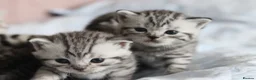 British Shorthair cats for sale: 🐾 Gorgeous GCCF British Shorthair Kittens 🐾 - Advert 5