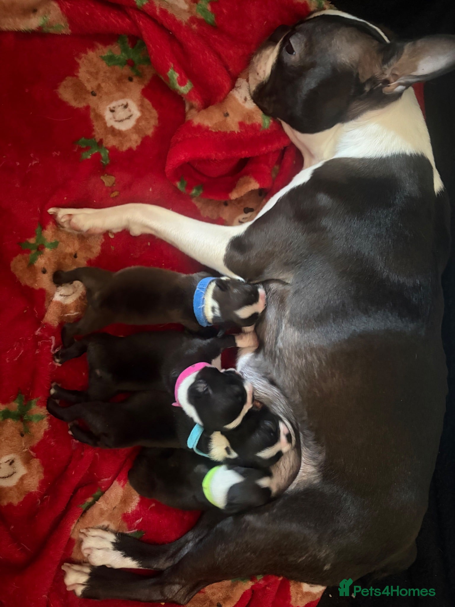 Boston Terrier dogs Female Boston Terrier Puppies  - Advert 1