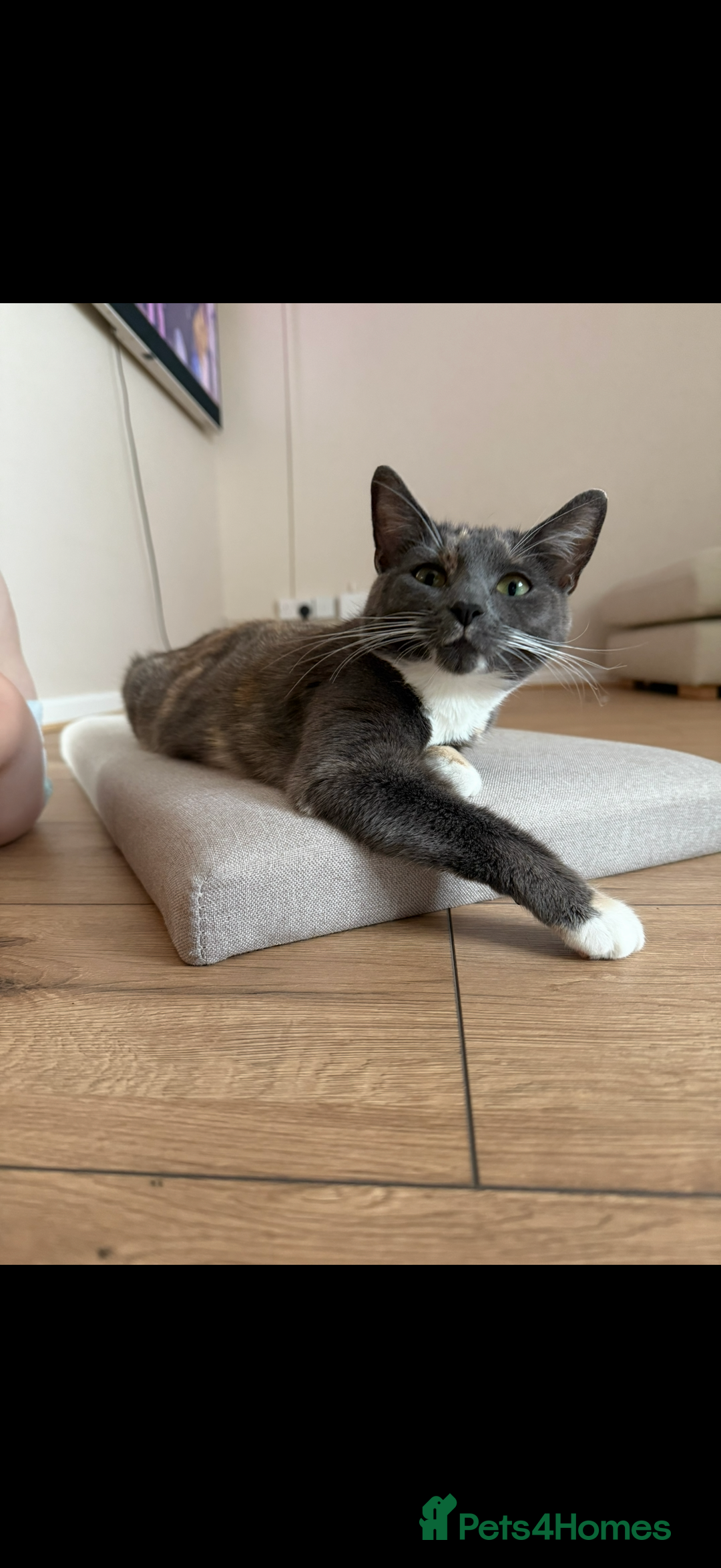 Domestic Shorthair cats for sale: Tortoise shell female  - Advert 1