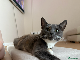 Domestic Shorthair cats Tortoise shell female - Advert 2