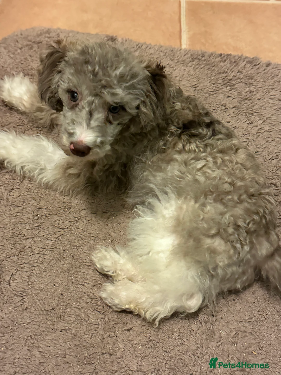 Mixed Breed dogs for sale: Rare Toy Schnoodles  - Advert 3