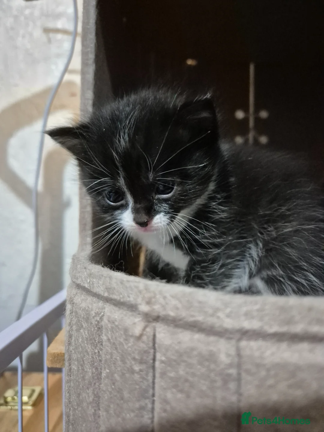 Ragdoll cats for sale: BSH Ragdoll mix in Luton - Advert 30