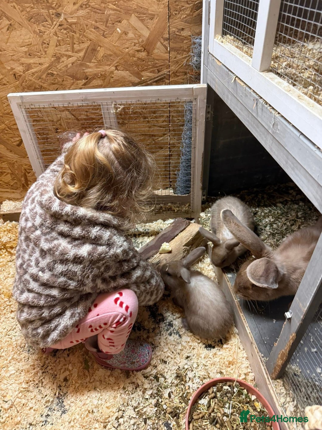 Continental Giant rabbits for sale: Beautiful well handled giant breed baby rabbits - Advert 5