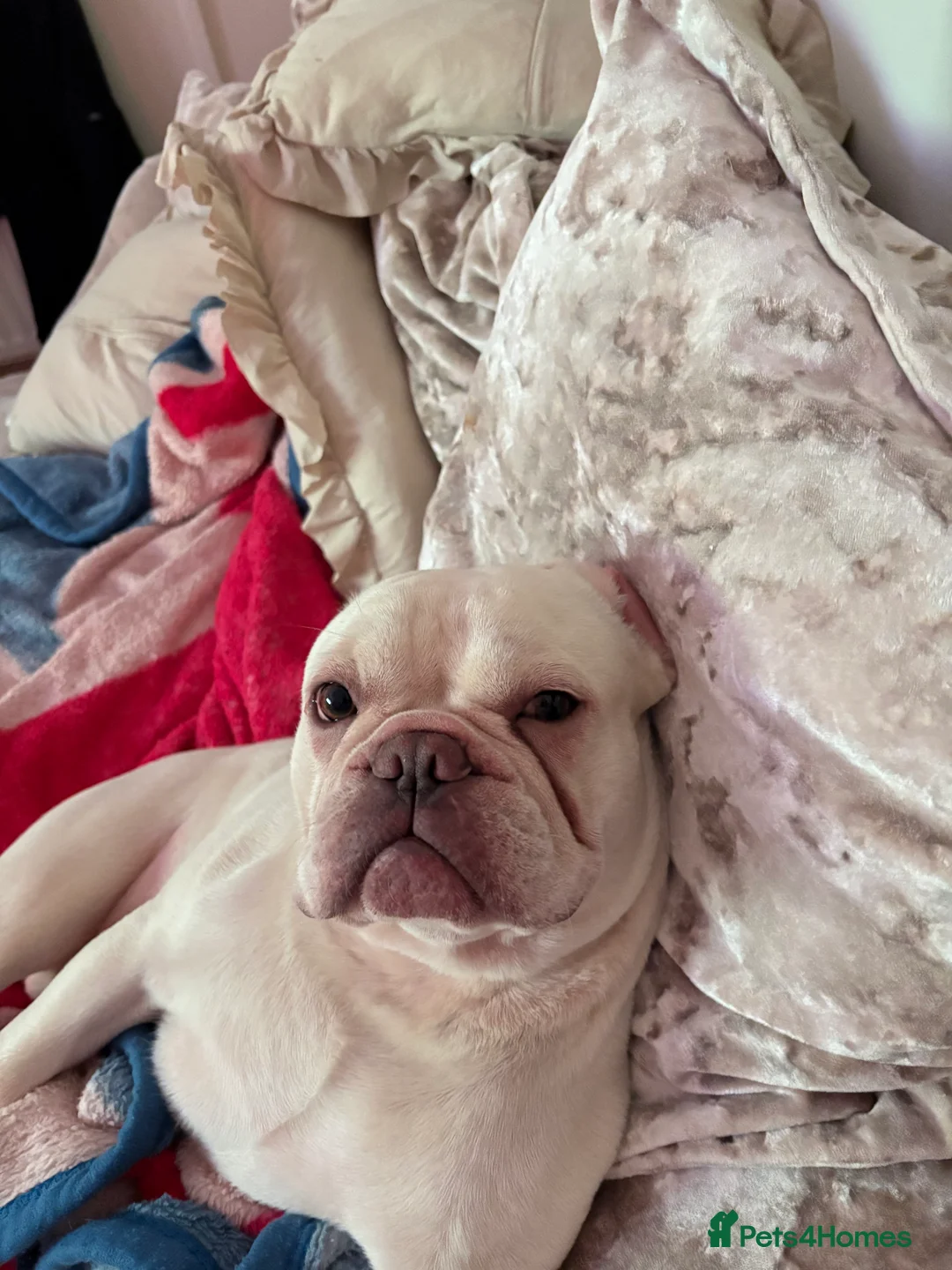 French Bulldog dogs for sale: Kc registered French bulldog puppies - Advert 2