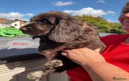 Sprocker dogs for sale: Sprockers 3/4 Cocker spaniel puppies for sale - Image 33