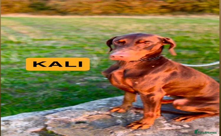 Dobermann dogs - Advert 2