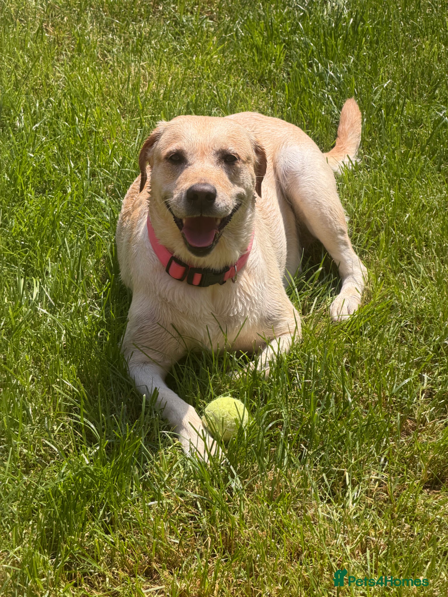 Labrador Retriever dogs 🐾 BELLA IS LOOKING FOR A NEW HOME🐾  - Advert 5