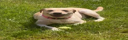 Labrador Retriever dogs for sale: 🐾 BELLA IS LOOKING FOR A NEW HOME🐾  - Advert 1