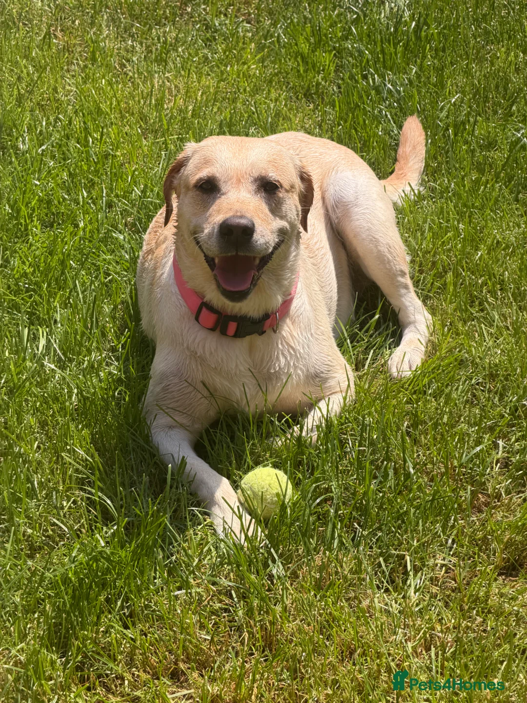 Labrador Retriever dogs for sale: 🐾 BELLA IS LOOKING FOR A NEW HOME🐾  - Advert 1