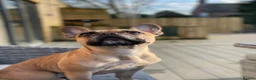 Mixed Breed dogs for sale: Beautiful Mixed Breed Puppy - Advert 2