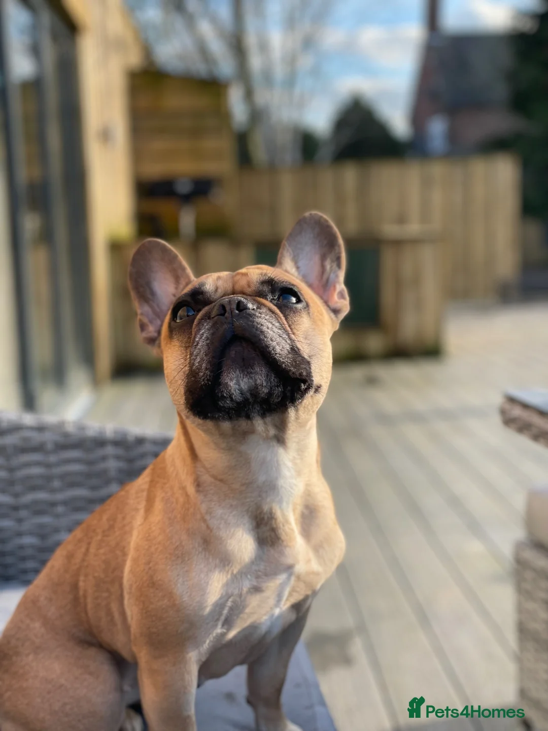 Mixed Breed dogs for sale: Beautiful Mixed Breed Puppy - Advert 2