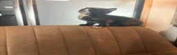 Mixed Breed cats for sale: Cute fuzzy kitten(LAST FEMALE TORTOISESHELL LEFT) - Advert 12