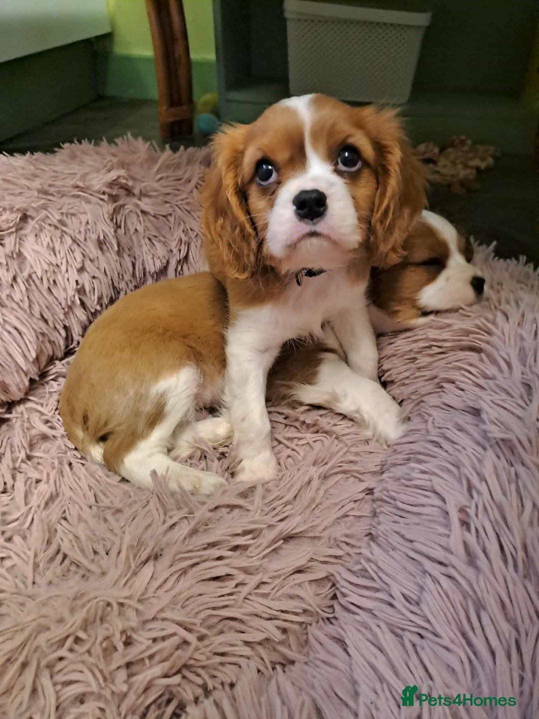 Cavalier King Charles Spaniel dogs for sale: King Charles cavalier 1 boy left!  - Image 15