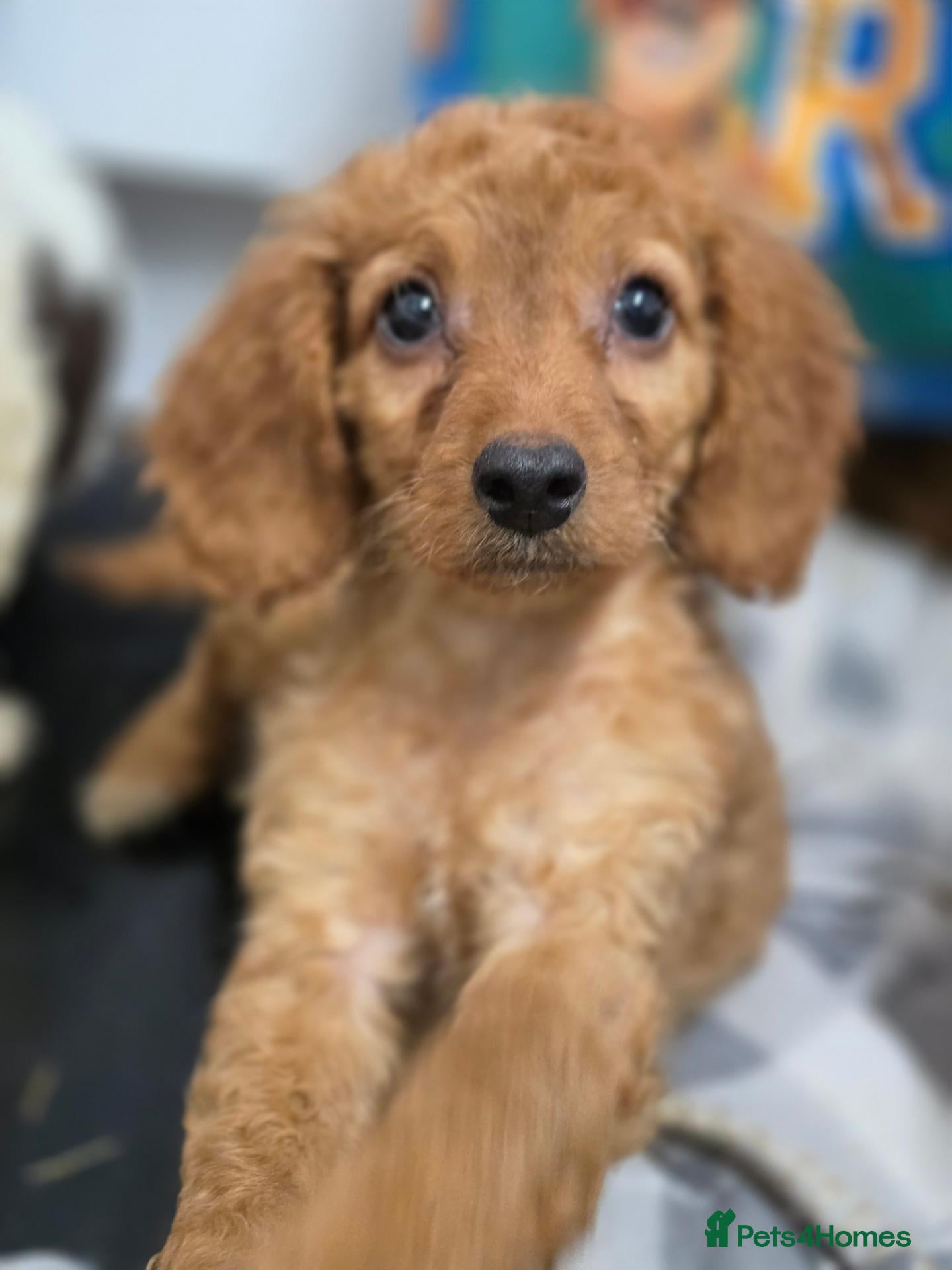 Cockapoo dogs for sale: Last Cockapoo male *READY NOW* - Advert 2