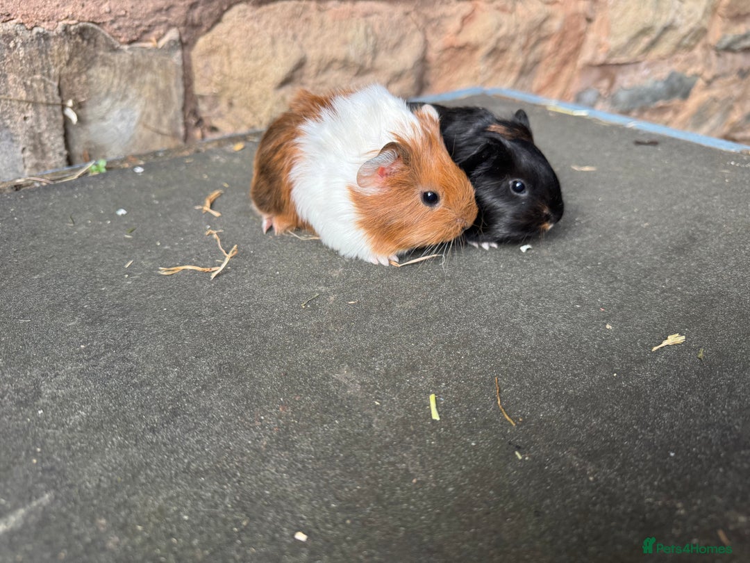 Guinea Pig rodents for sale: Beautiful baby male guinea pigs  - Advert 4