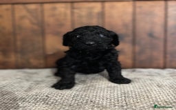 Miniature Poodle dogs for sale: REDUCED Mini poodle pups - Image 13