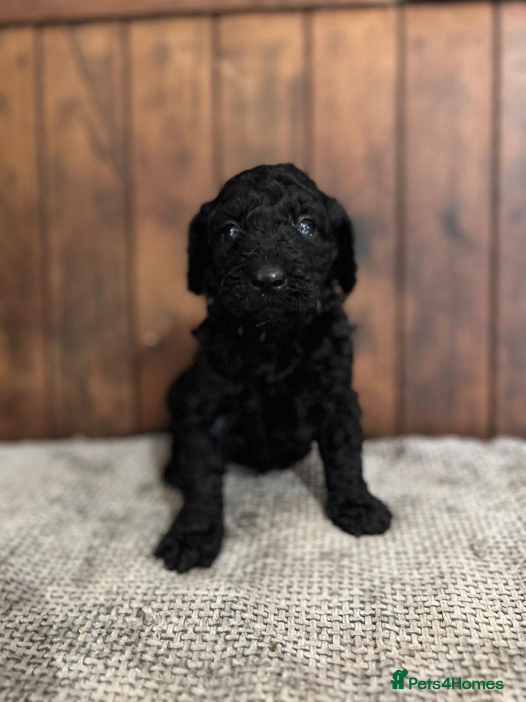 Miniature Poodle dogs for sale: REDUCED Mini poodle pups - Image 13