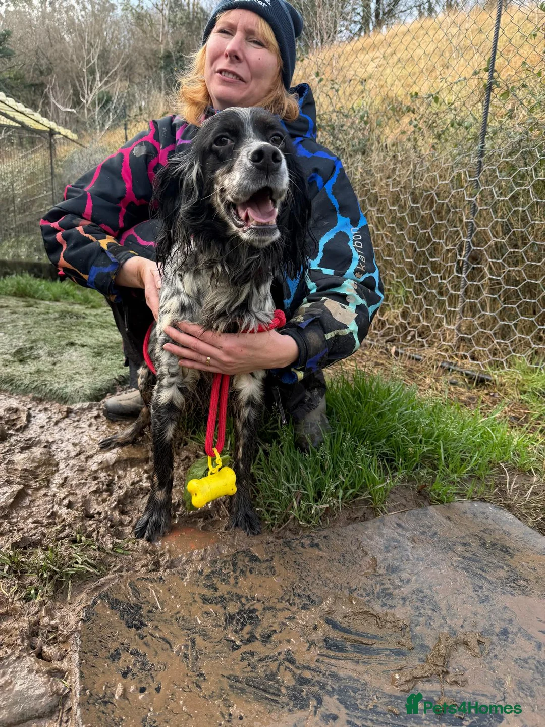 English Setter dogs for adoption: Lina  - Advert 7