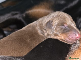 Dobermann dogs HEALTH TESTED, HOME REARED, STUNNING DOBERMAN PUPS - Advert 5