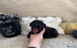 Cocker Spaniel dogs for sale: Working cocker spaniel puppies  - Image 5