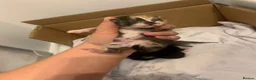 Mixed Breed cats for sale: Beautiful baby kittens 🐱  - Advert 10
