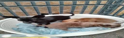 Chihuahua dogs for sale: Litter of chihuahua puppies ready to leave now  - Advert 17