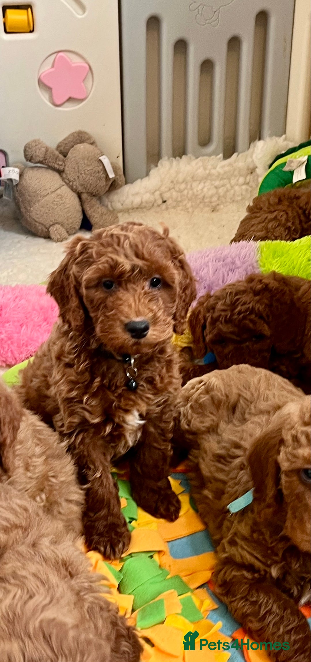 Goldendoodle dogs for sale: multigenerational Australian Golden doubledoodles - Advert 12