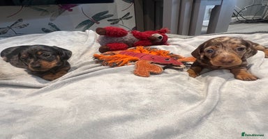 Miniature Dachshund dogs - Advert 3
