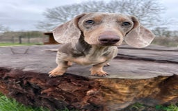 Miniature Dachshund dogs for stud: Isabella Dapple STUD carrying CREAM - Image 2