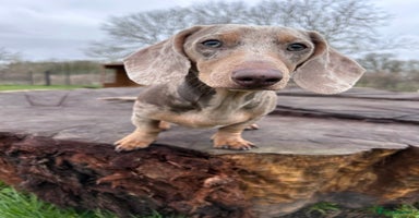 Miniature Dachshund dogs - Advert 11
