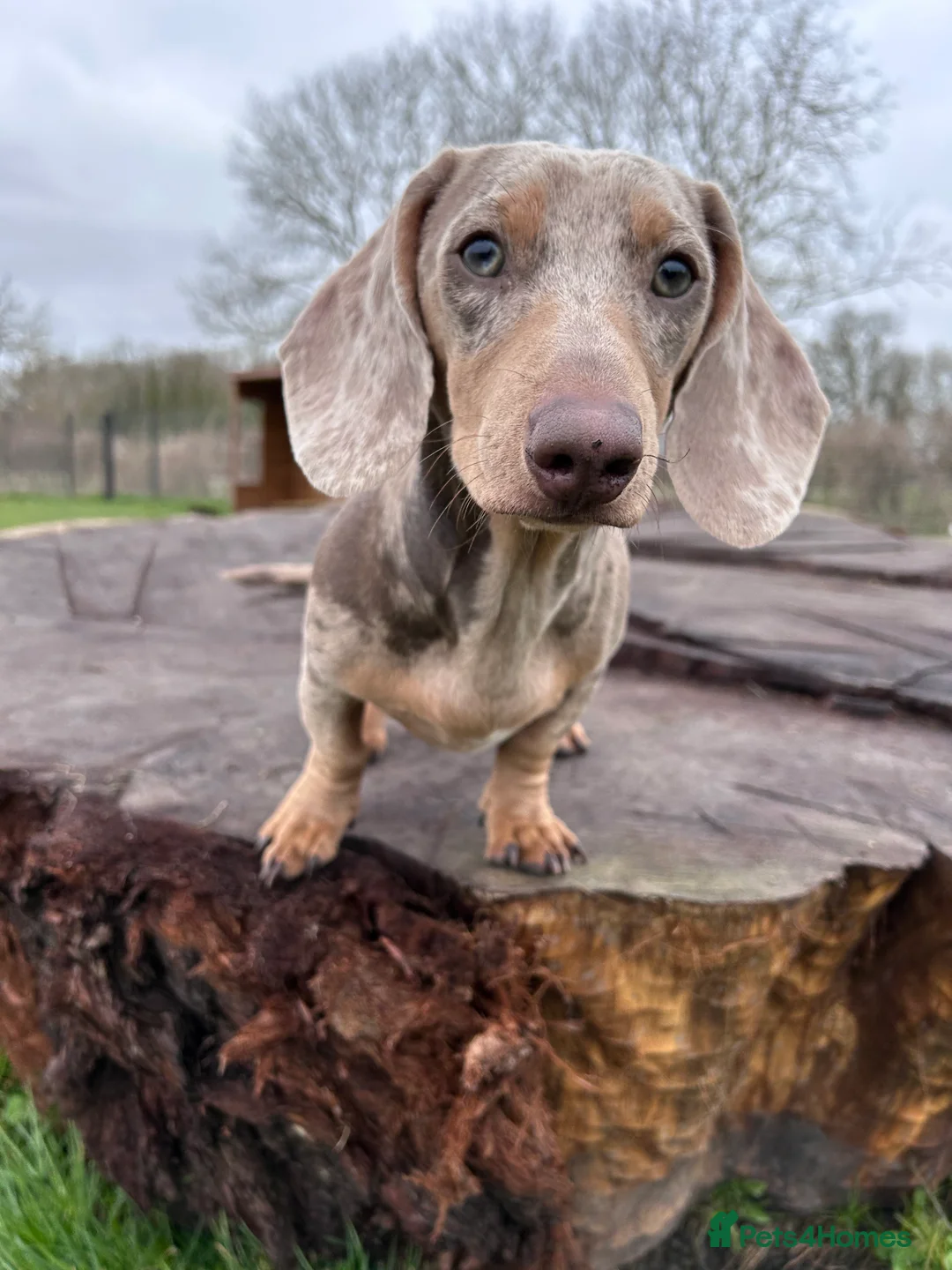 Miniature Dachshund dogs for stud: Isabella Dapple STUD carrying CREAM in Cambridge - Advert 2