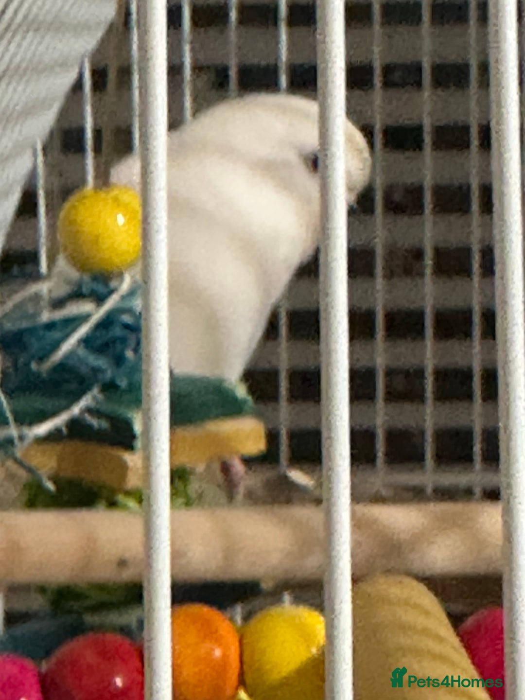 Budgerigars birds for sale: 1 budgie for sale (cage) !!! ( read description) - Advert 3