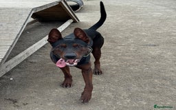 Mixed Breed dogs for sale: Laizhou Hong - Chinese Red Dog puppies - Image 29