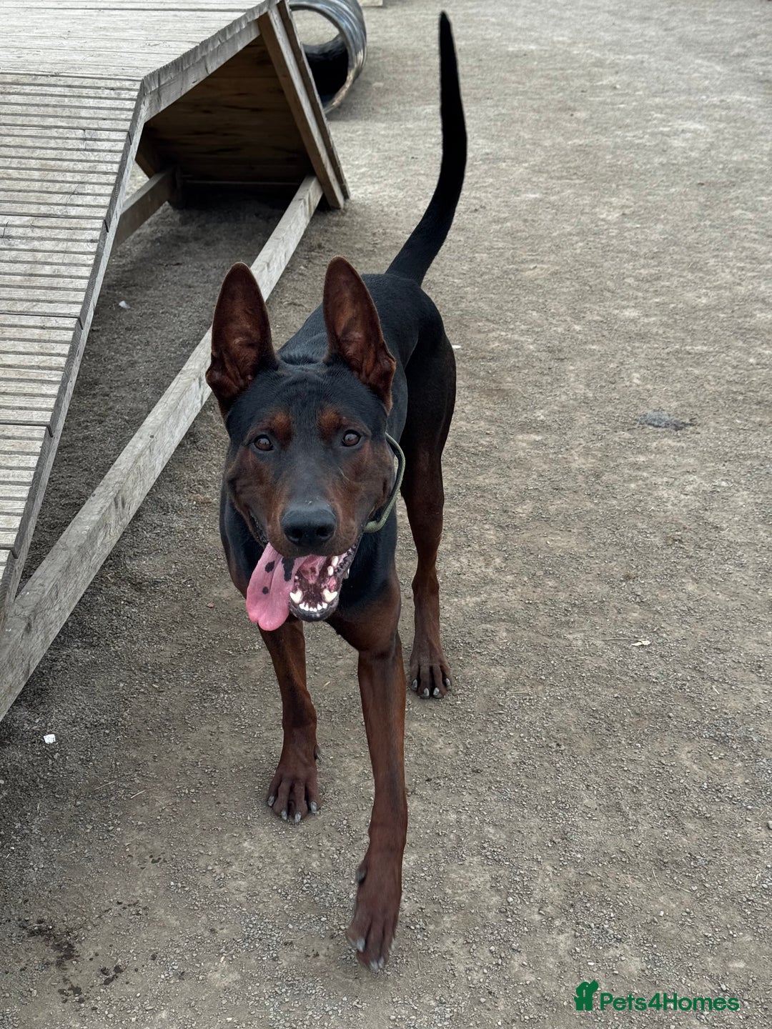 Mixed Breed dogs for sale: Laizhou Hong - Chinese Red Dog puppies - Image 29
