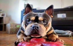 American Bully dogs for sale: Pocket bully  - Image 2