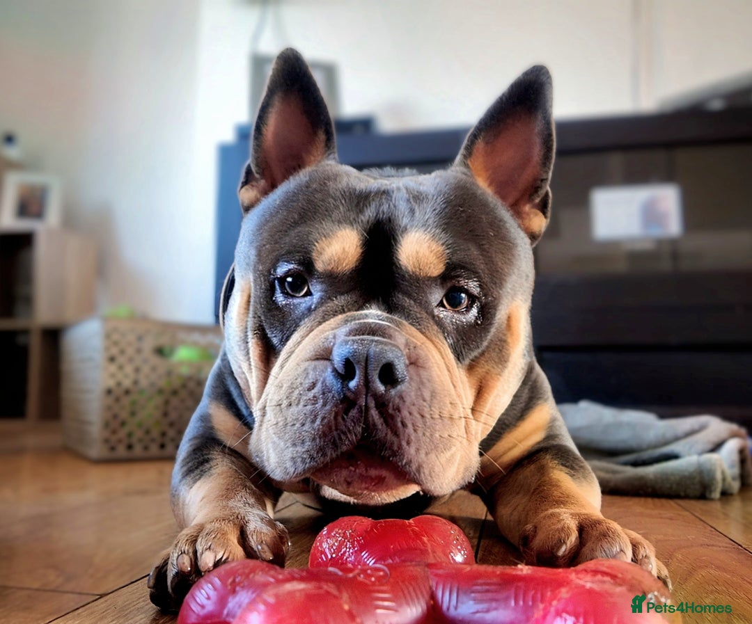 American Bully dogs for sale: Pocket bully  - Image 2