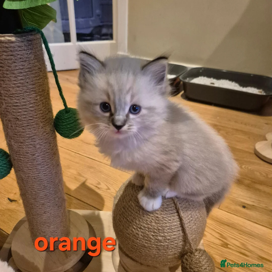 Ragdoll cats for sale: 🐾✨ Beautiful Ragdoll Kittens! ✨🐾 - Advert 2