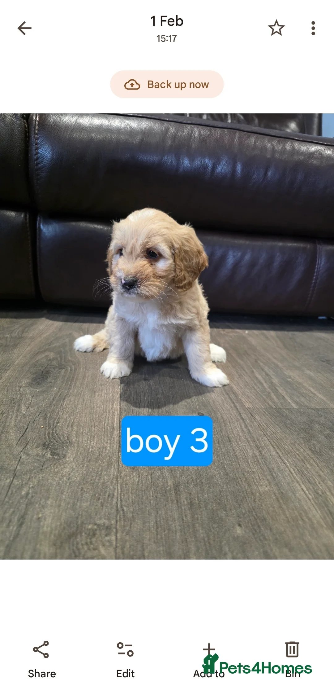 Cockapoo dogs for sale: Adorable Cockapoo pups ready to go 🐾 - Advert 27