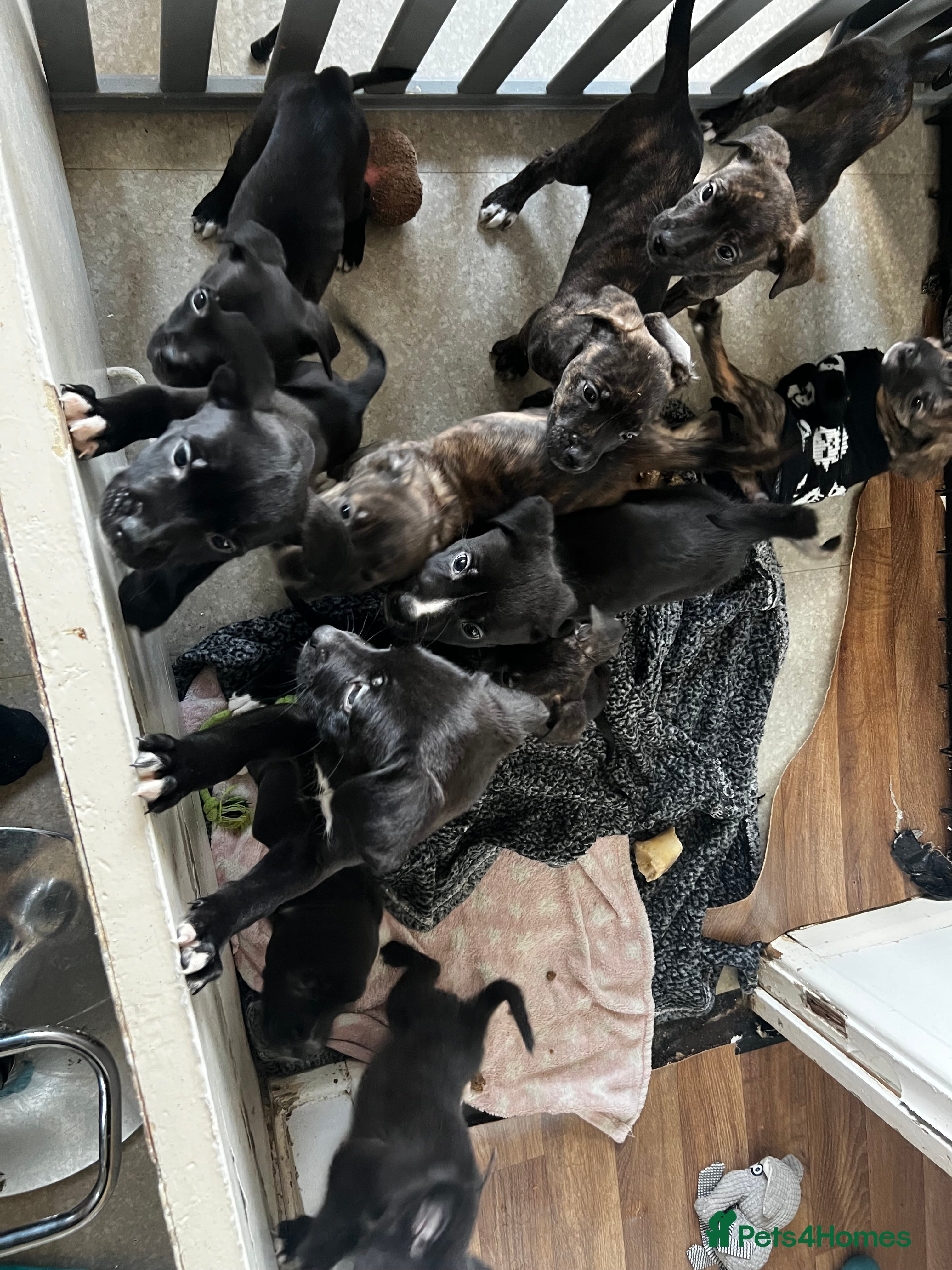 Mixed Breed dogs Cane Corso-Belgian Malanois cross American Bulldog - Advert 1