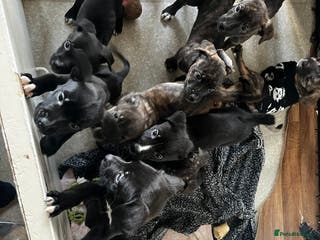 Mixed Breed dogs Cane Corso-Belgian Malanois cross American Bulldog - Advert 15