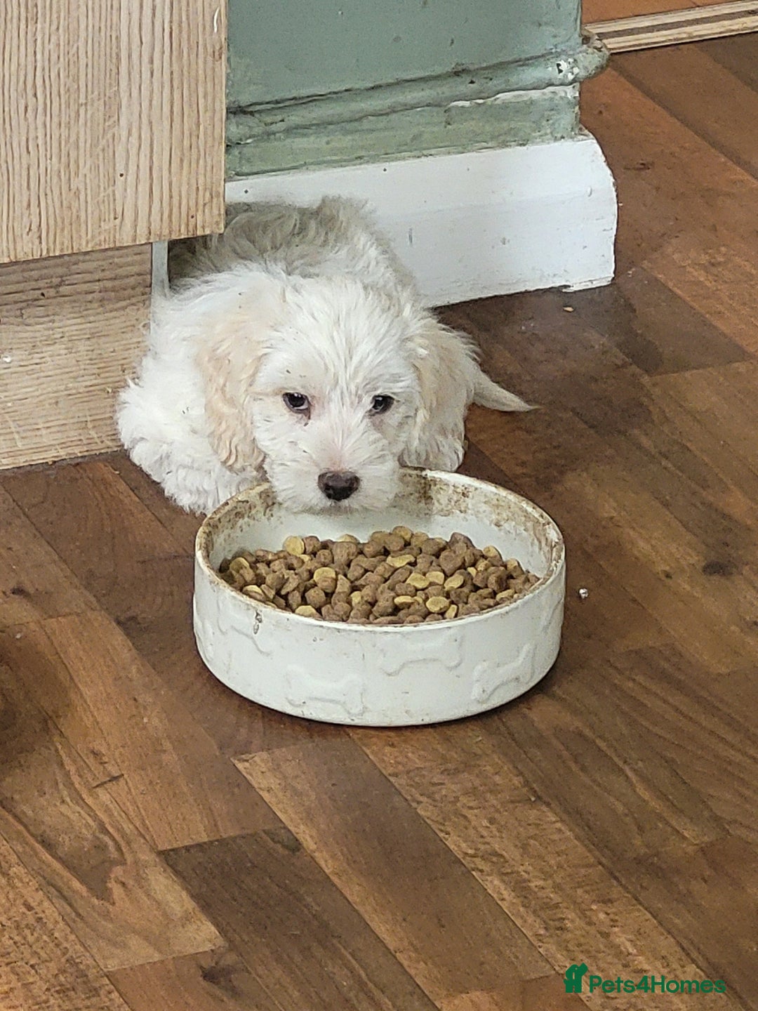 Cockapoo dogs for sale: 10 week old cockapoo  - Image 1