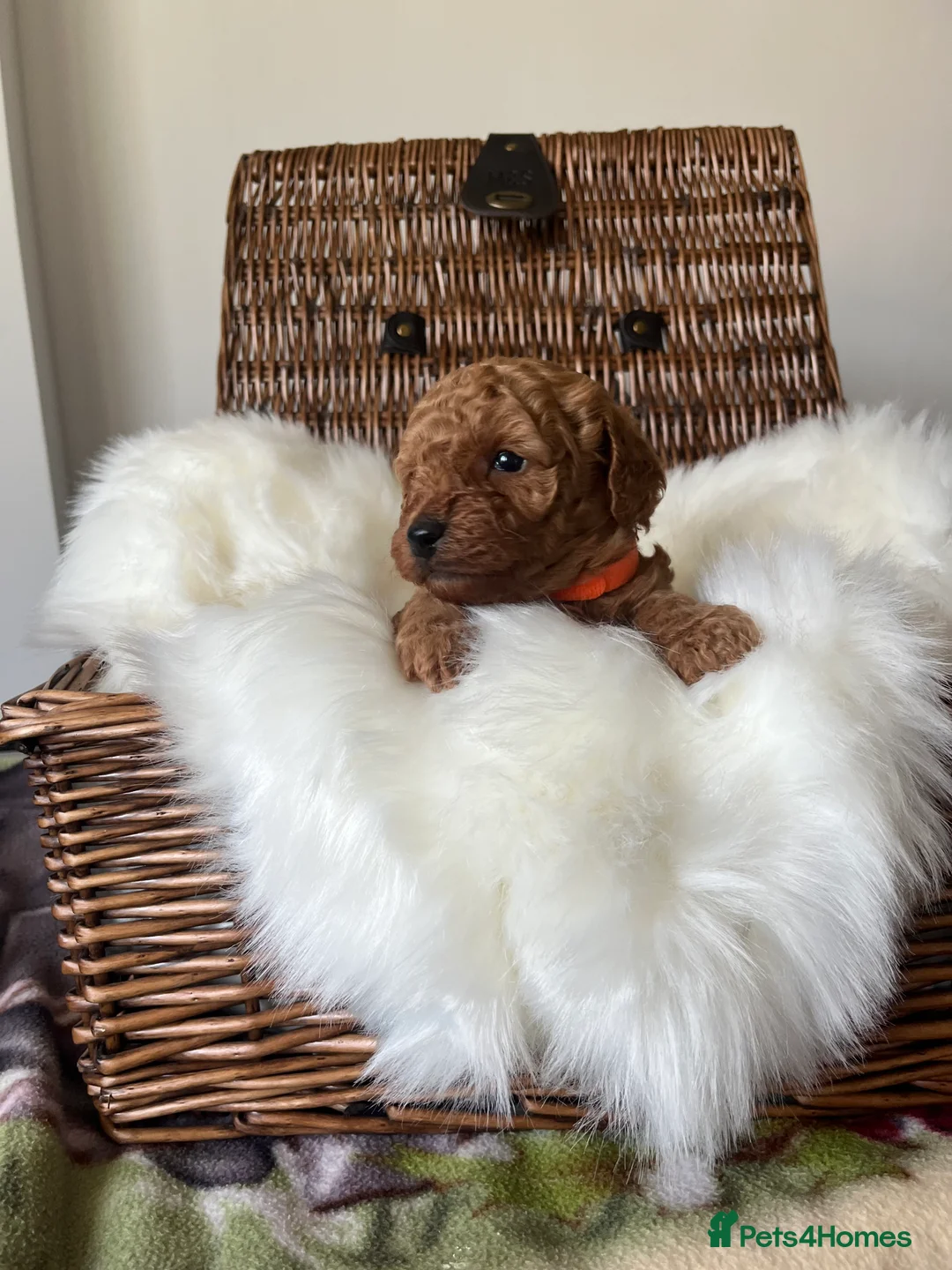 Toy Poodle dogs for sale: ***Stunning fox red Toy Poodle puppies*** - Advert 11